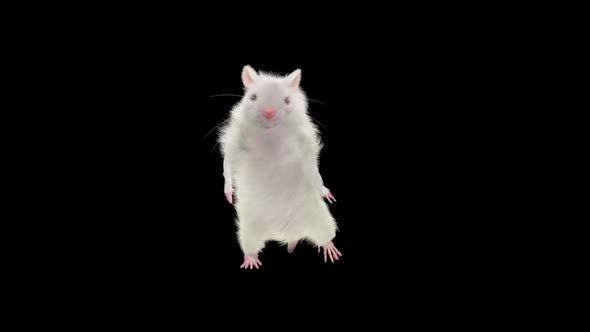 Rat Dancing Hd alt