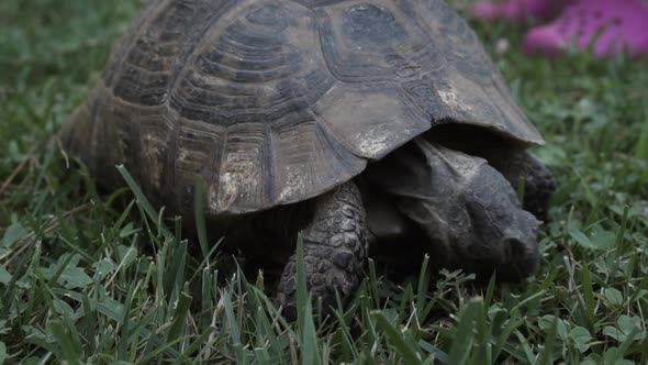 Turtle Eating Grass