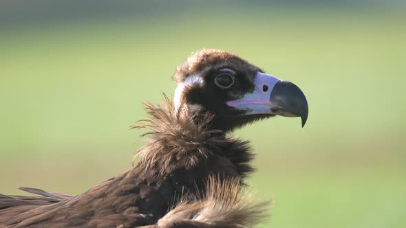 A Free Wild Vulture Head in Natural Habitat