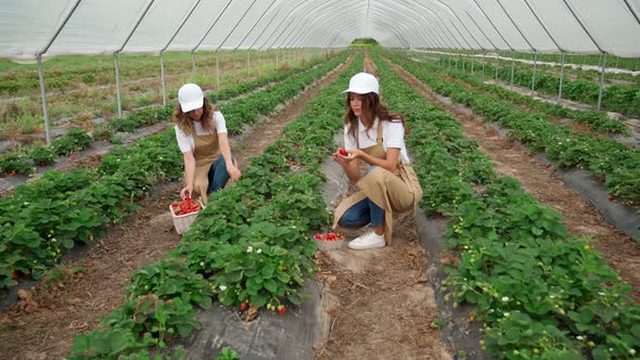 Two Women Picking Fresh Ripe Strawberries