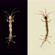Sea Goats Under a Microscope, a Family Caprellidae, of Crustaceans From the Order Caprellida - VideoHive Item for Sale