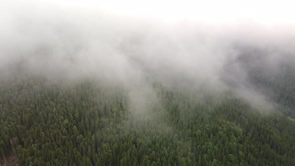 Flight Over the Green Spruce Forests in the Mountains in Summer