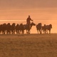A Man Herding Horses 4K - VideoHive Item for Sale