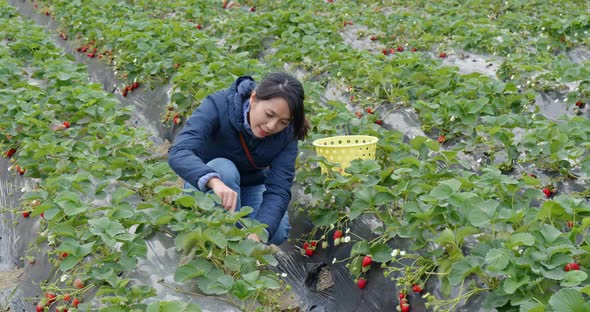 Woman tourist visit strawberry farm