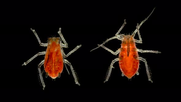 Aphid Under a Microscope, an Insect Living on Leaves of Trees and Shrubs