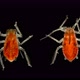 Aphid Under a Microscope, an Insect Living on Leaves of Trees and Shrubs - VideoHive Item for Sale
