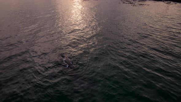Overhead drone shot reveals big baleen whale during sunset, floating