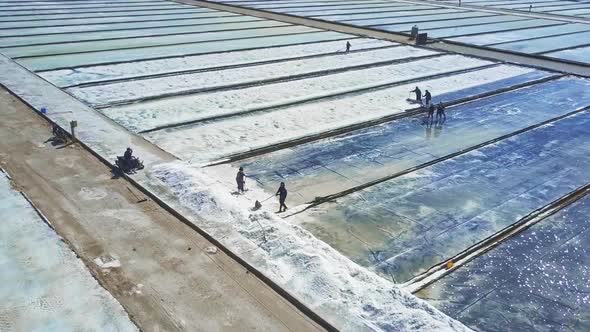 Salt Farmers Collect White Pearls Using Shovels