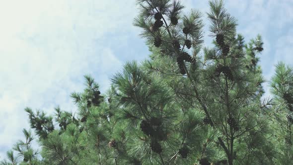 Green Brunches of Pine Tree Needles and Dark Cones on Blue Cloudy Sky Background