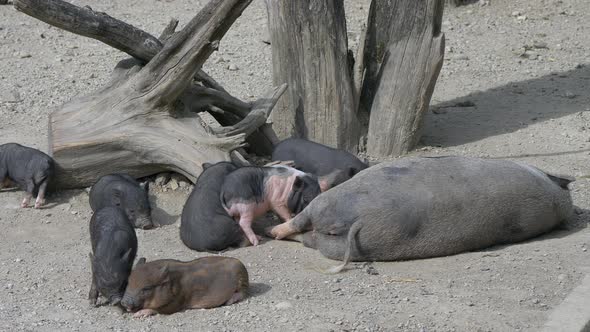 Cute newborn piglets family resting with mother on farm during sunlight,close up