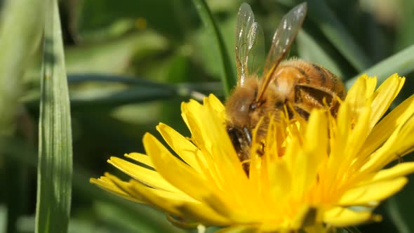 Macro footage of bee collecting nectar from yellow dandelion,static