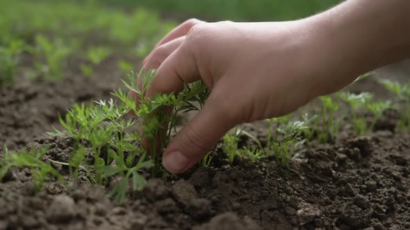 Closeup Hands Girls Porazhayut Young Carrots. Close-up of the Girl's Hands Pulled Out of the Ground