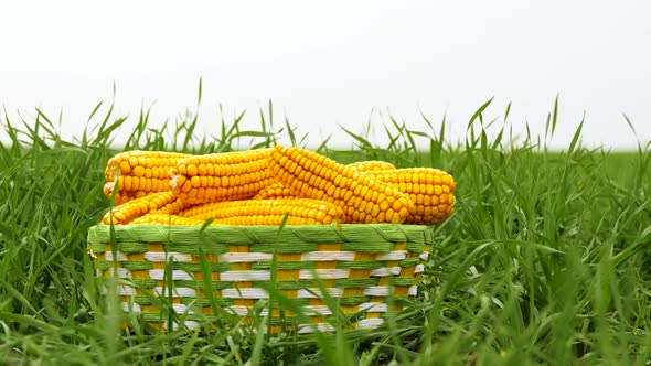 Mature Ears of Corn Lie in a Basket Standing in a Field of Green Grass Against the Sky