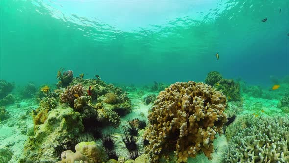 Coral Reef and Tropical Fish Underwater