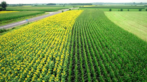 Aerial view of rows of sunflower and corn in fields.