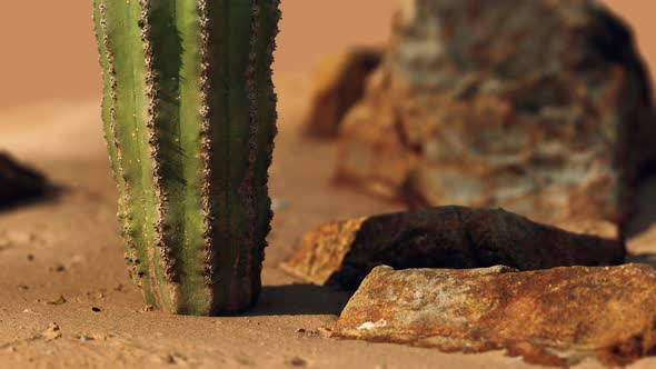 Close Up of Saguaro Cactus at the Sand