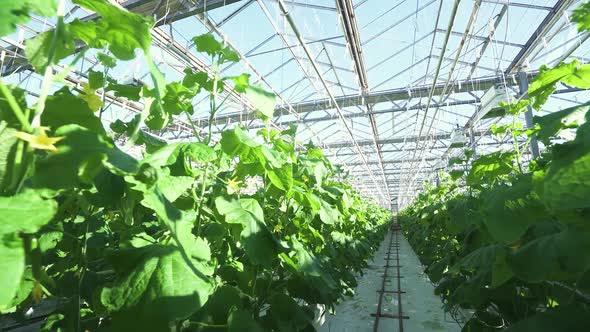 Foliage Sunny Day in a Greenhouse Camera Spans Along Sprouts of Cucumbers Green Seedling Growing