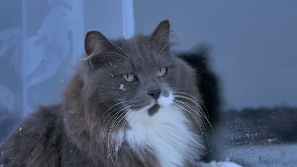 Beautiful Gray Cat in the Snow