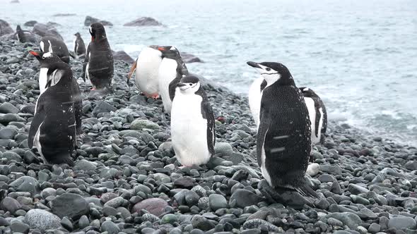 Close-up Gentoo Penguin. A colony of Penguins stand on the on rocky coast of the Antarctic peninsula