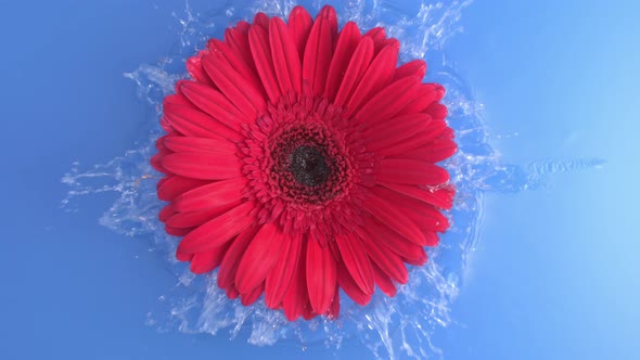 Red Flower Falling Into The Blue Water In Slow Motion Creating Waves And Splashes Shot From Top View