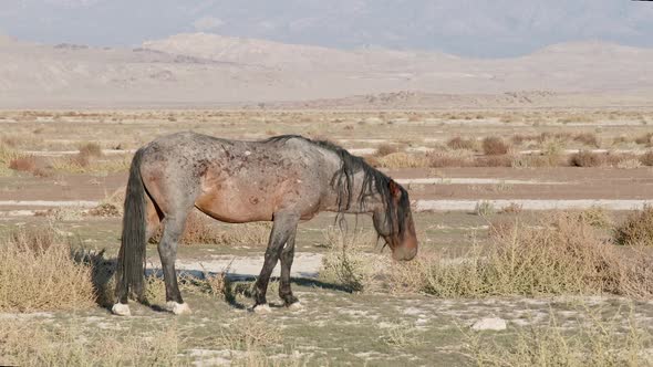 Old stallion in the West Desert of Utah grazing