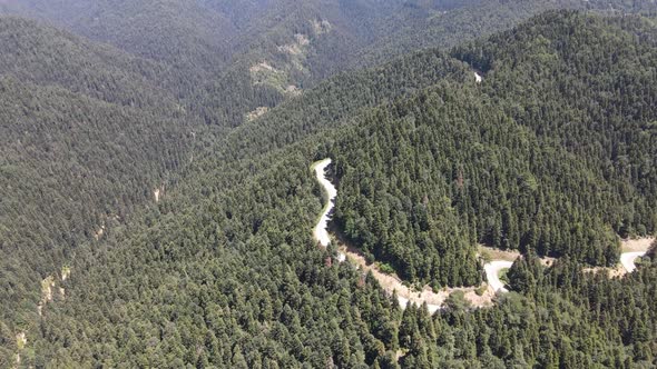 Road Between Forest