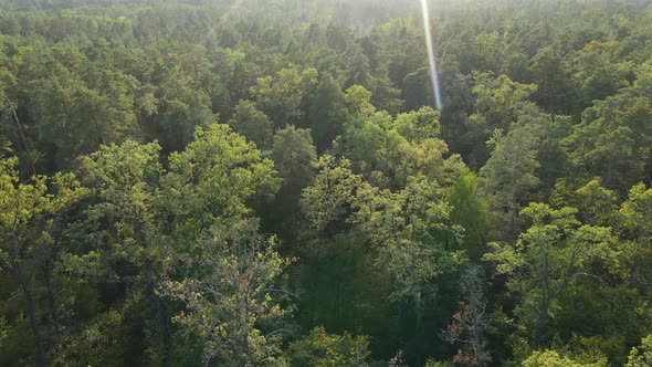 Aerial View of Trees in the Forest. Ukraine