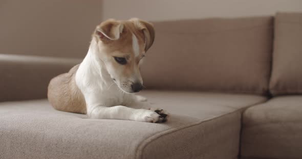 Adorable small dog playing with a rope toy.