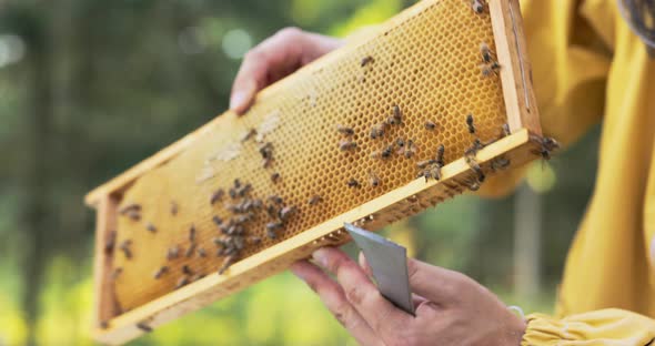 A Beekeeper Dressed in Protective Yellow Clothing Spends an Afternoon in the Meadow at the Apiary