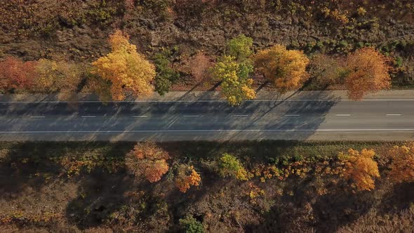 Drone's Eye Autumn Road: Aerial Top Down View of Lane Between Foliage Tree