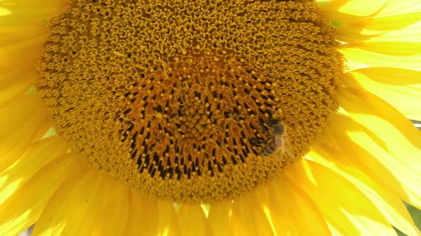 Bee Pollinate Sunflower