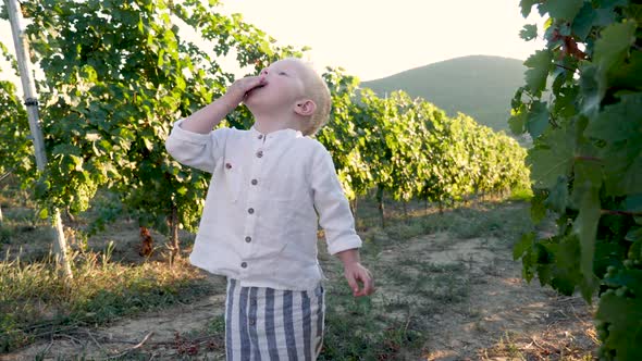 Child Boy Blond Stands at Sunset in the Vineyard and Looks