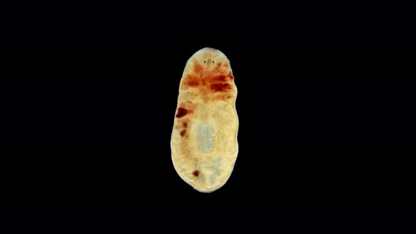 Planarian Flatworm Under a Microscope, Suborder: Maricola, Order: Tricladida