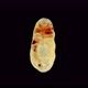 Planarian Flatworm Under a Microscope, Suborder: Maricola, Order: Tricladida - VideoHive Item for Sale