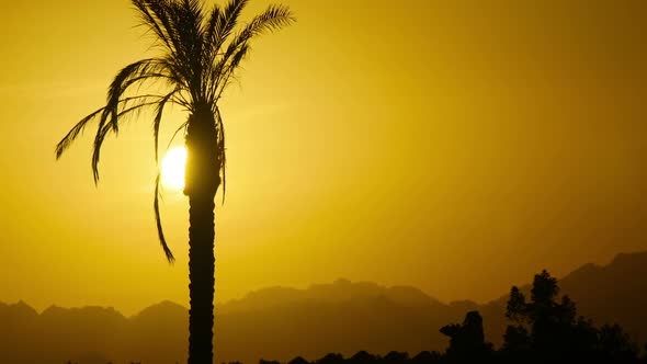 Silhouette of Tropical Palm Tree at Sunset, Time Lapse