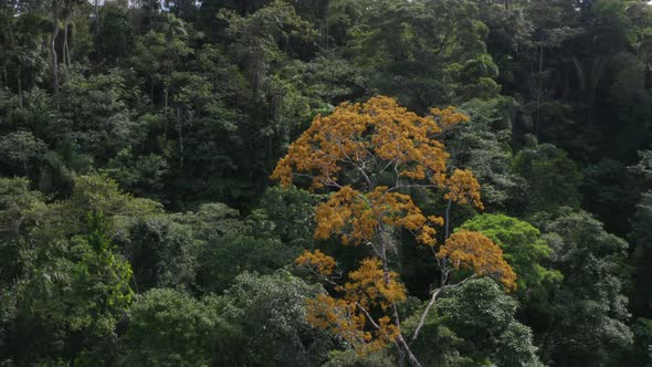 Aerial view, showing a tropical forest with in the middle a beautiful tree