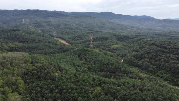 Aerial move toward electric tower in the oil palm farm