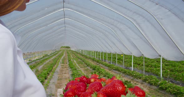 Woman Holding Basket with Fresh Ripe Strawberries