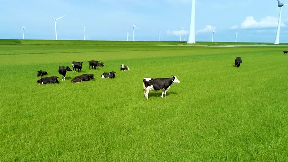 Milky cows grazing on the green pasture in the Netherlands. Milk production for dutch cheese.