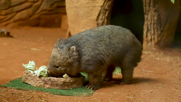 The common wombat (Vombatus ursinus), also known as the coarse-haired wombat or bare-nosed wombat, i