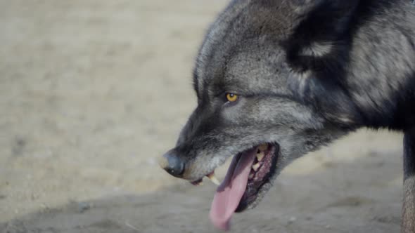 Black trained wolf feasting on a chained piece of meat with aggression, (close up shot)