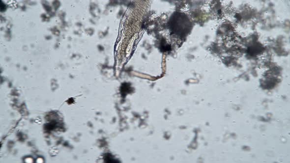 Big Rotifer Closeup in Dirty Water Microscopic Background