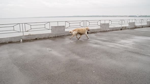 Labrador Walking Off Leash