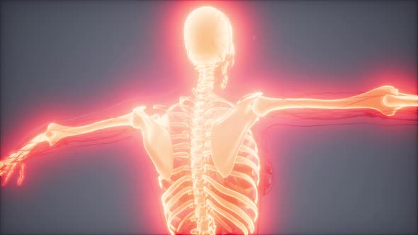 Transparent Human Body with Visible Bones alt