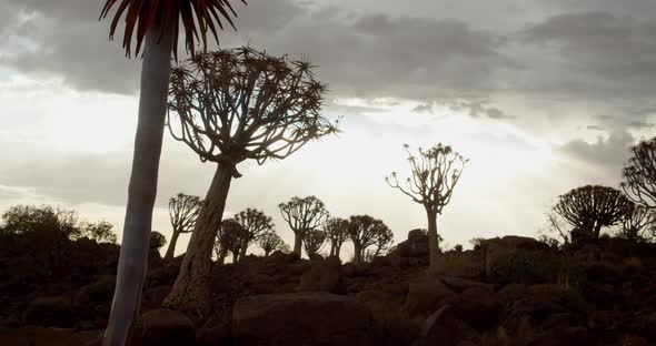 Quiver trees on the foreground of the stunning cloudy sky, Namibia, 4k