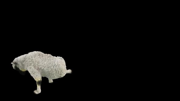 06 Sheep Dancing HD