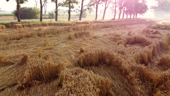 Flying Over a Wheat Field on an Early Summer Morning