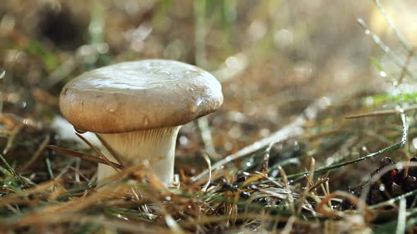 Mushroom Boletus In a Sunny Forest in the Rain