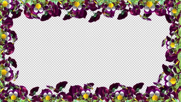 Pansy Flowers - Screen Frame Loop - II - Alpha Channel