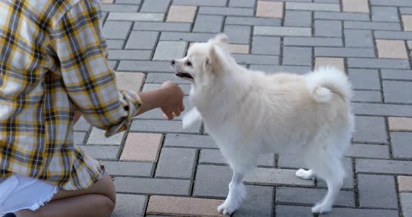 Woman train her pomeranian dog at outdoor